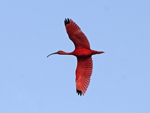 ibis