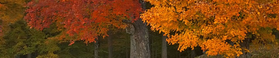 cropped-Vermont-Autumn-Cliche.jpg